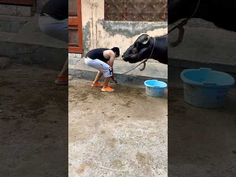 Qurbani 2025 janwar kinti karo kitne hy #newsong #song #punjabisong #foryou #animallover #animals