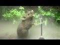 SINGING MICE PERFORM INCREDIBLE SONGS ...