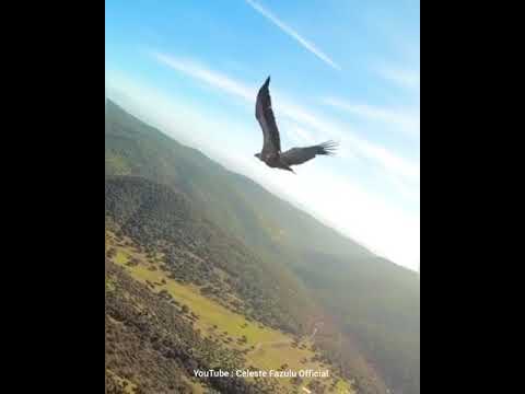 UNIPAKALE MAFUTA (l'huile sainte) spontaneous by Celeste Fazulu