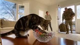 What happens when a cat sees its dad come home? #cat
