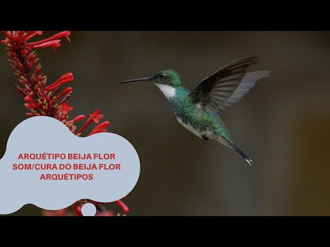 Arquétipo beija flor som/Cura do Beija Flor Arquétipos/Beija flor Sugando Néctar som de beija flor