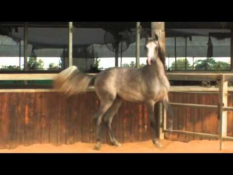 Marheev Al Sharav.m4v