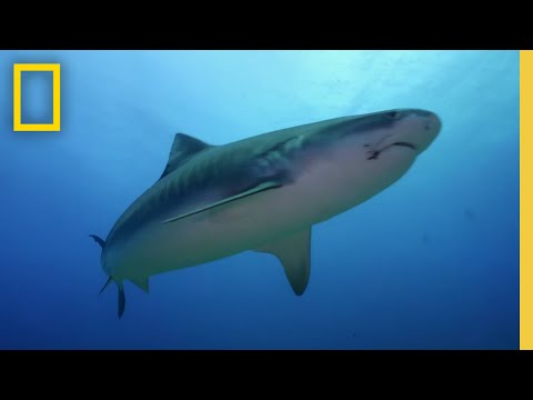 運動釣魚會導致鯊魚襲擊嗎？| 當鯊魚襲擊時。熱帶恐怖 (Could Sport Fishing Cause Shark Attacks? | When Sharks Attack: Tropical Terror)