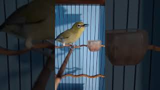 Download lagu Pleci isian kunti jangkrik kenari mp3 Download lagu Pleci isian kunti jangkrik kenari mp3