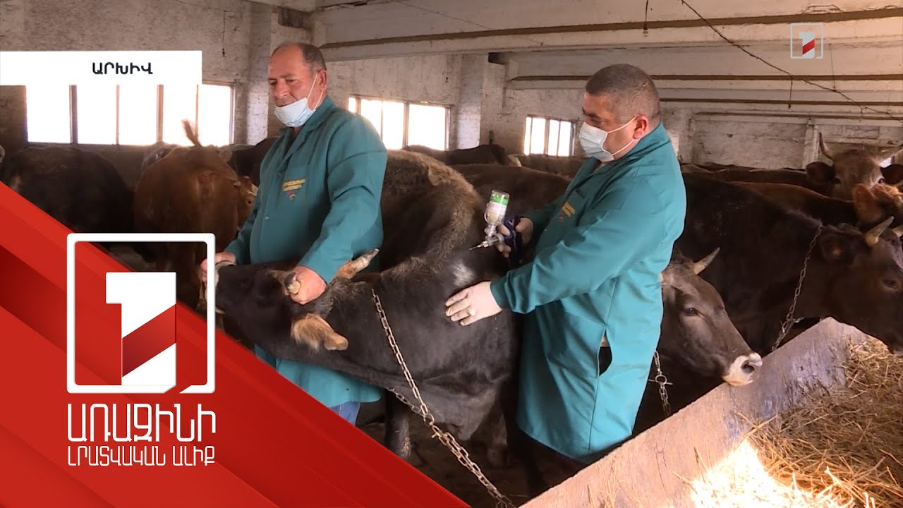 Պատվաստանյութեր, հակաբիոտիկներ ներարկելու իրավունքը կտրվի միայն հավաստագրված անասնաբույժին