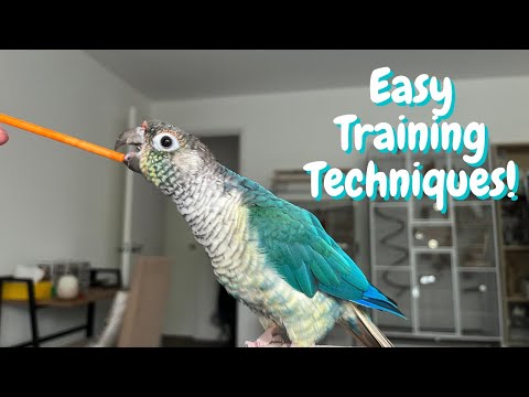 Easy Bird Training Techniques For Every Parrot Owner | TheParrotTeacher