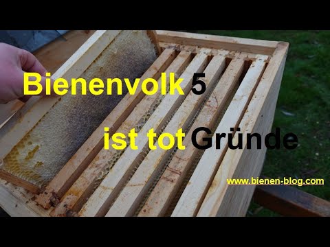 , title : 'Bienenvolk ist tot - 5 Gründe | Imkern von A bis Z Teil 3 | www.bienen-blog.com'