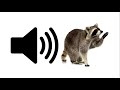 Racoon - Sound Effect | ProSounds