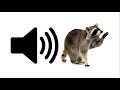 Racoon Sound Effect ProSounds