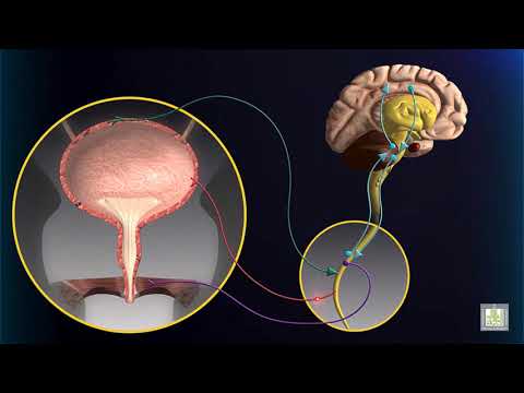 Micturation Reflex