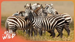 How Do Animals Smell Rain 100 Miles Away?