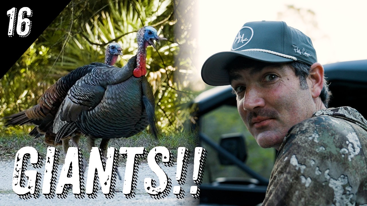 AGGRESSIVE TURKEY HUNTING in the AFTERNOON  |  QAUIL CREEK LODGE with JACK LINKS