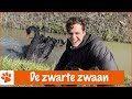 Deze zwaan zie je niet iedere dag! | DierenpraatTV