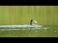 Cormorant Swallows Large Fish Part 2