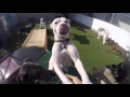 Whats It Like To Be A Coach At Canine College