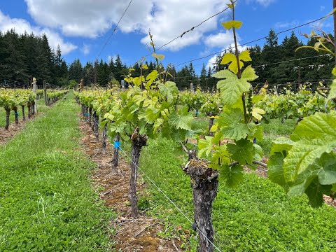 How to shoot thin grapevines in spring