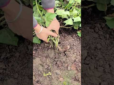 TL 7100200118 by mini rotary tillage and ridging all-in one tree 🌴