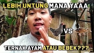 Download lagu LEBIH UNTUNG TERNAK AYAM ATAU TERNAK BEBEK?? SEMUA ADA PLUS MINUSNYA!! mp3