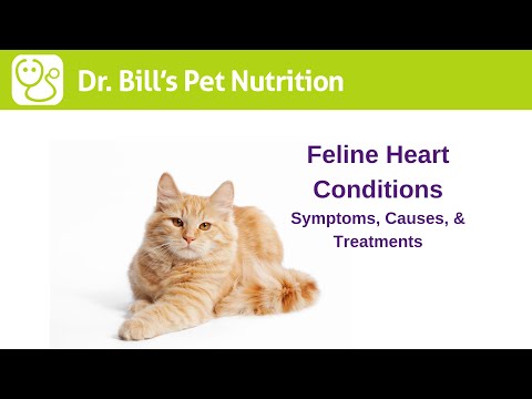 Feline Heart Conditions | Symptoms & Causes | Dr. Bill's Pet Nutrition | The Vet Is In