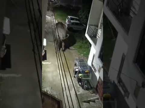 Sami#galli me haathi 😯 ka aathak