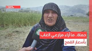حماة.. ما آراء مزارعي الغاب بأسعار القمح