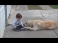 Labrador & Enfant trisomique 