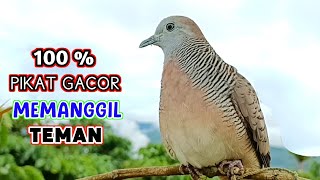 Download lagu Suara Burung Perkutut Lokal Pikat Gacor Ahlinya Memanggil Lawan mp3 Download lagu Suara Burung Perkutut Lokal Pikat Gacor Ahlinya Memanggil Lawan mp3