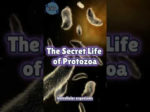 Unseen LIFE in Water: Meet the PROTOZOA!