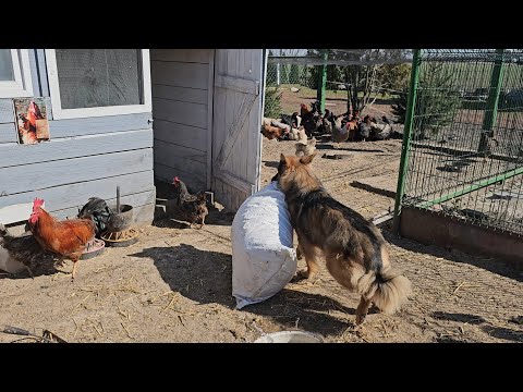He will clean up the chicken coop and take care of the chicks - Ares, the dog who can do everything