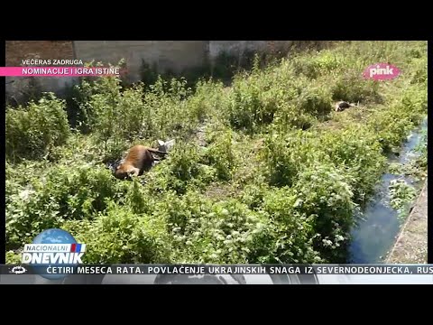 ČUDOM PREŽIVEO STRUJNI UDAR! Žica pod naponom pala preko Miomira, on ostao živ zahvaljujući ovome!