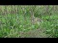 Elton John - Jack Rabbit
