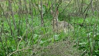 Elton John - Jack Rabbit