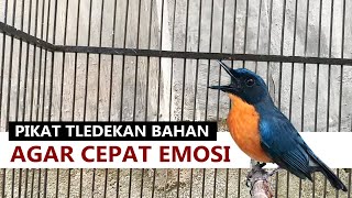 Download lagu Suara Tledekan Gunung Gacor PIKAT ‼️ MP3 MASTERAN Sulingan bakau srdc jongkangan decu murai kacer mp3