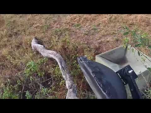 Djuma: Vervet Monkey on cam tree - 07:41 - 06/02/21