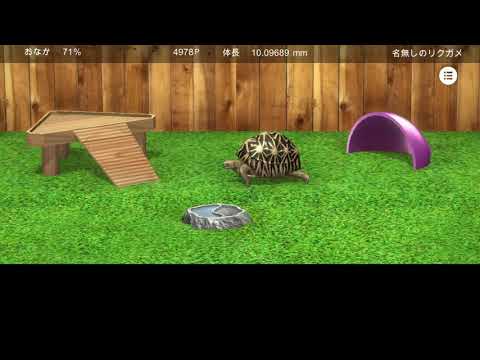 Tortoise to grow relaxedly Video