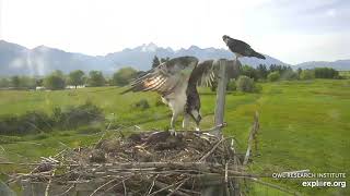 Osprey Nest Camera   live from Charlo Montana   Explore org   Google Chrome 6 25 2019 10 36 01 AM