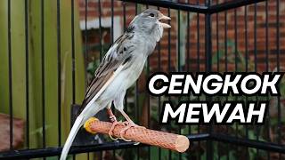 Download lagu Kemewahan Suara Kenari! Baru Putar 10 Detik Kenari Muda Langsung Berani Bunyi Keras! mp3 Download lagu Kemewahan Suara Kenari! Baru Putar 10 Detik Kenari Muda Langsung Berani Bunyi Keras! mp3
