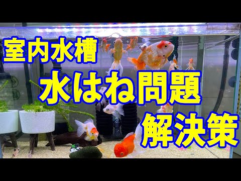 水槽の水が凍らないようにするにはどうすればよいですか?冬に幸せな鳥を育てるための簡単なヒント  庭園