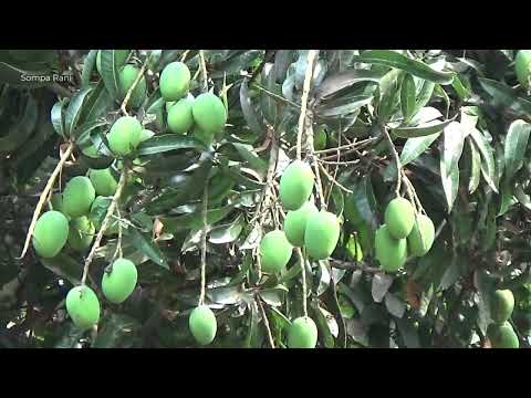 The mango tree in my uncle's house | Sompa Rani Full Vlog 08