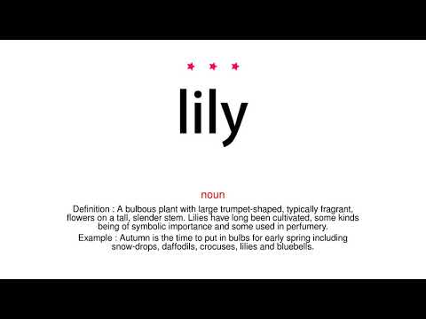 How to pronounce lily - Vocab Today