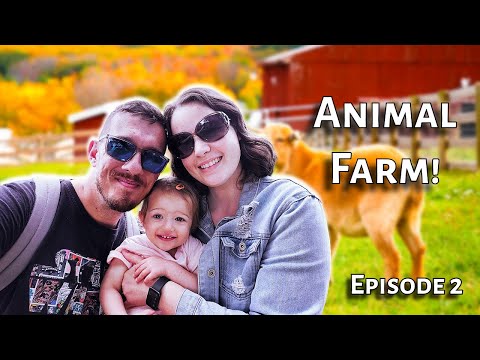The WILD Adventure at Hillcrest Animal Farm