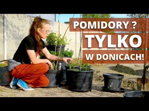 Zasady UPRAWY POMIDORÓW w donicach. Jak sadzić, uprawiać POMIDORY w donicach, w ogrodzie ?