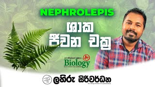 Life cycle of Nephrolepis sp