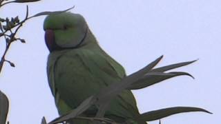 Parrot on a tree at evening also known as psittacines 24 Jan 2015 Lahore Pakistan