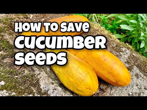 How to Save Cucumber Seeds
