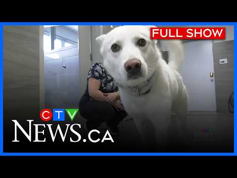 Outrage grows over viral dog kicking video | CTV News Northern Ontario at Five for Feb. 17, 2026