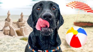 My Dog Has A Beach Day!!