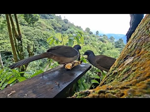 Guacharacas en Fredonia, Antioquia