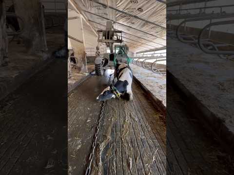 Intelligent Cow Transport  #cow #farming #automobile