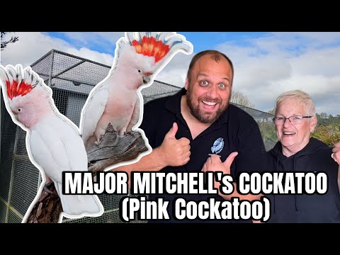 COCKATOO BREEDING at Sky Bird Aviaries ***Part 2 (MAJOR MITCHELL’s) Pink Cockatoo 